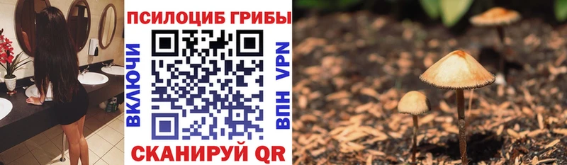 blacksprut зеркало  Куса  Псилоцибиновые грибы Psilocybe 